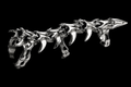 Nocturne Claw